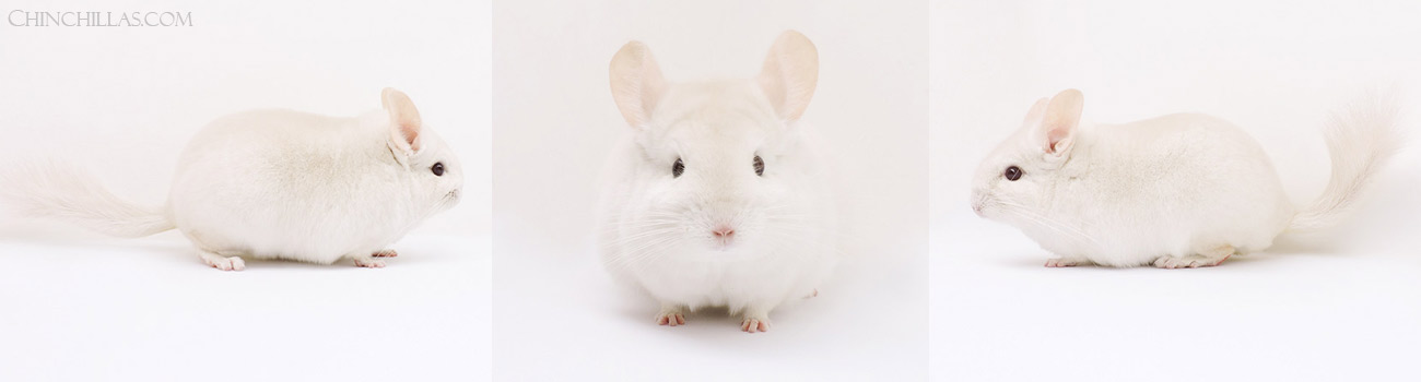 Goldbar Chinchillas